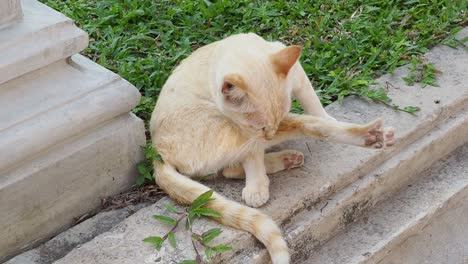 a cat cleans itself while sitting on concrete steps.