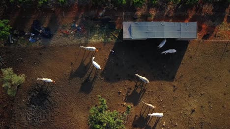 top-down-shot-of-a-horse-farm-in-algarve,-portugal-in-4k