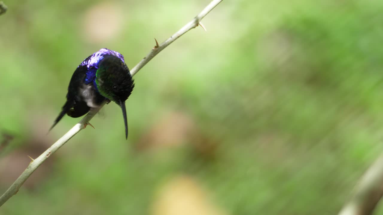 el pájaro nimfa del bosque coronado en su hábitat natural en el trópico