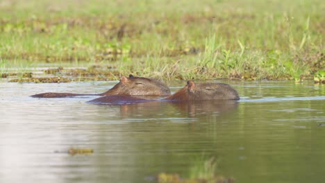 Paar-Wilde-Capybaras-Schwimmen-Im-Biodiverse-Ibera-Wetland,-Argentinien