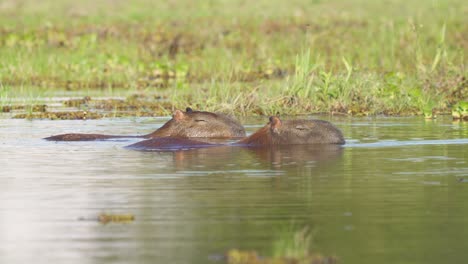 par de carpinchos salvajes nadando en el humedal biodiverso de ibera, argentina