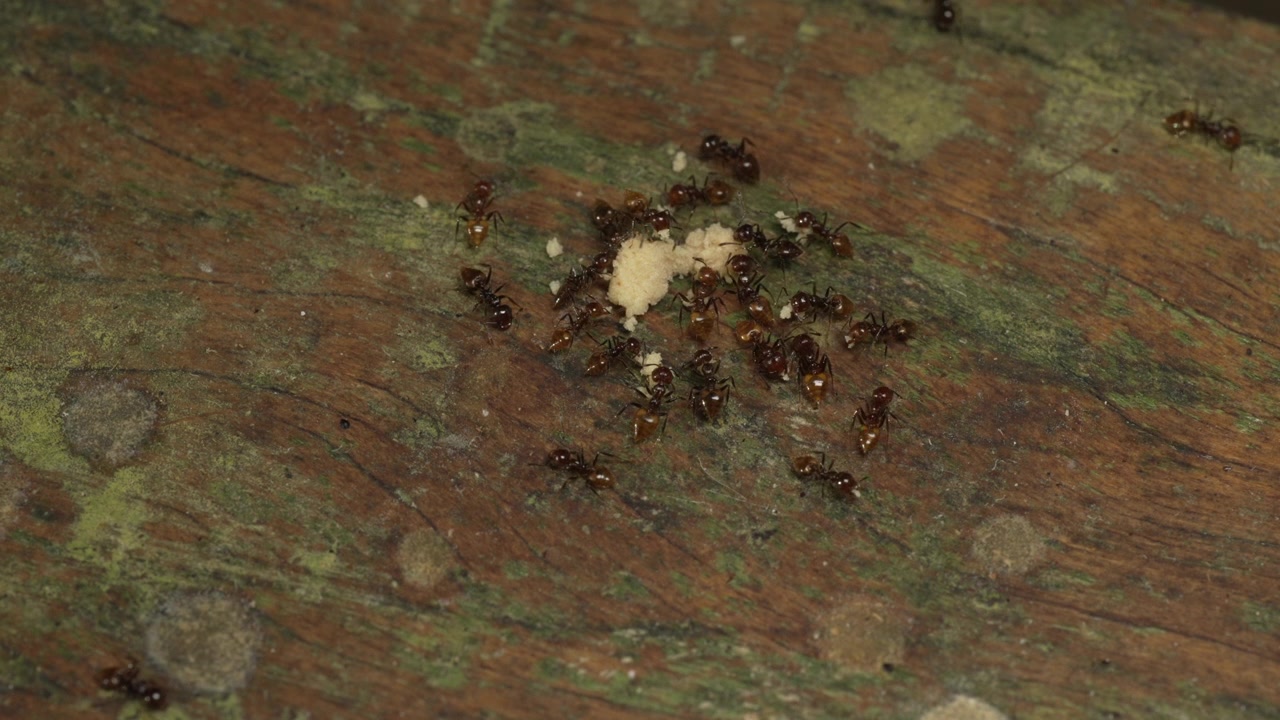 Um grupo de formigas forrageando ativamente por comida em uma superfície de madeira coberta de musgo na Amazônia. Adequado para documentários de natureza ou conteúdo educacional sobre o comportamento de insetos