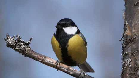 slow motion of the great tit lands on a branch and scans the area