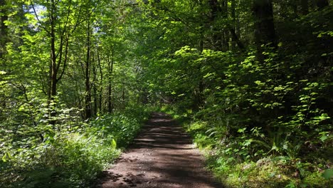 smooth motion shot on trail covered in lush greenery in dense forest in carbonado, washington state