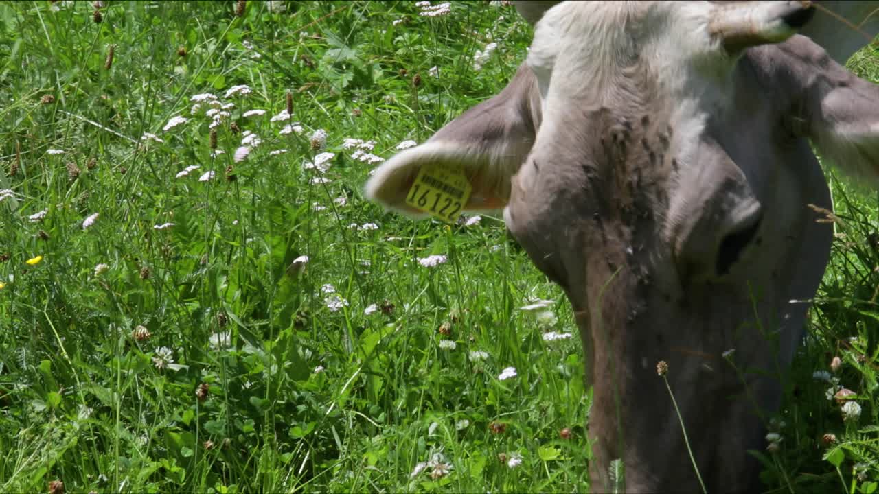 알프스 산맥 의 소 들 의 목초지