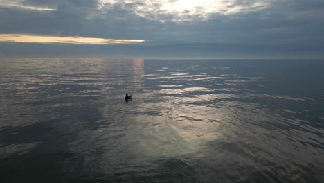 slow motion solitary duck on calm sea with takeoff at sunset on fleetwood beach lancashire uk