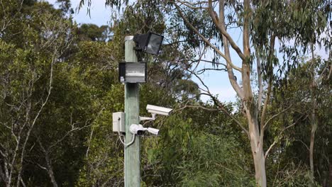 birds perch and move around surveillance cameras in forest