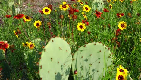 Nature-scene-of-prickly-pear-cactus-with-yellow-and-red-wildflowers-around-it