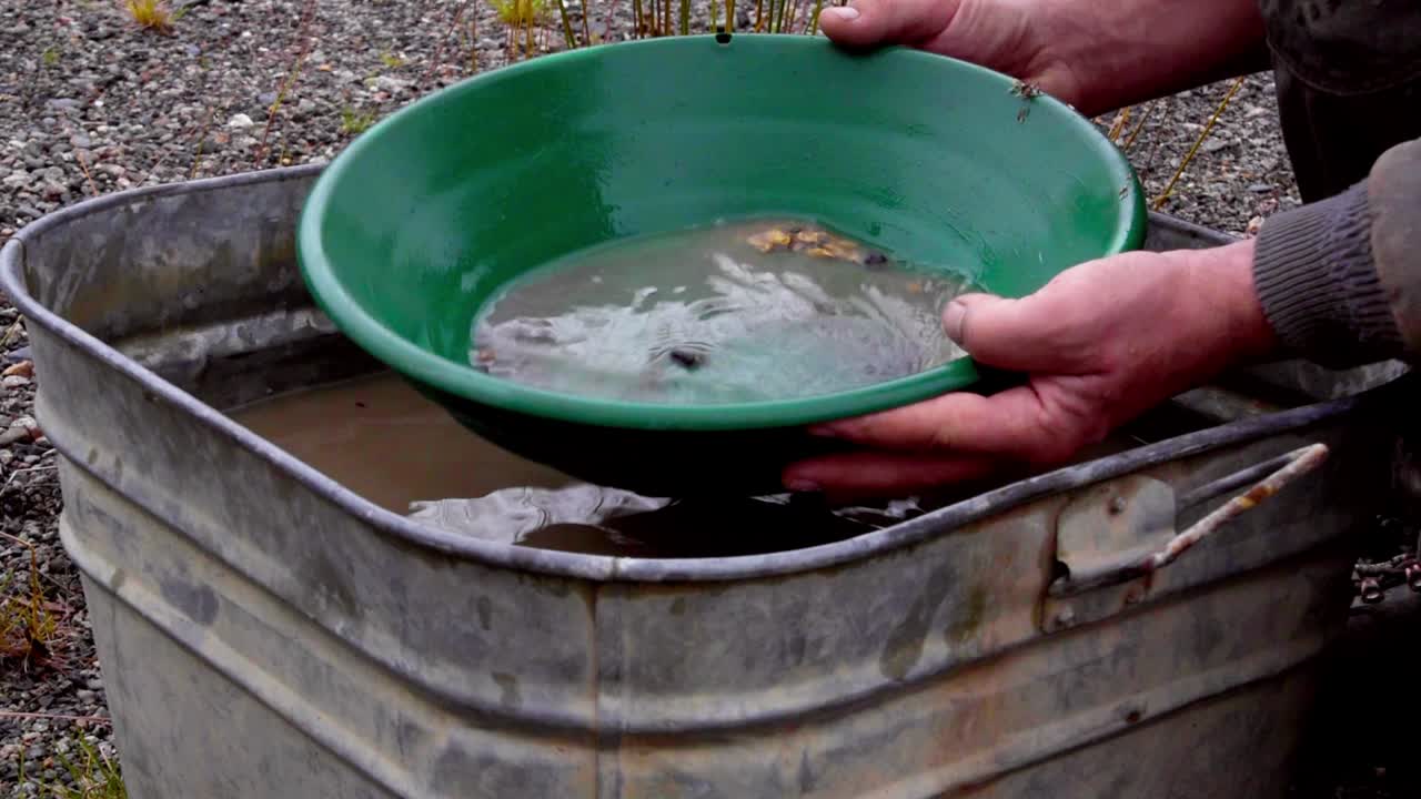 Gold panning by Caucasian hands wetting, soaking, agitating and washing black silt, sand, clay, and gravel alluvial deposits in green trap pan in brown water above tin bucket, static close up profile