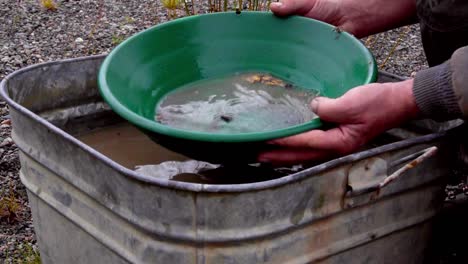 gold panning by caucasian hands wetting, soaking, agitating and washing black silt, sand, clay, and gravel alluvial deposits in green trap pan in brown water above tin bucket, static close up profile