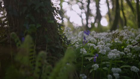 sunlight filtering through forest with wildflowers