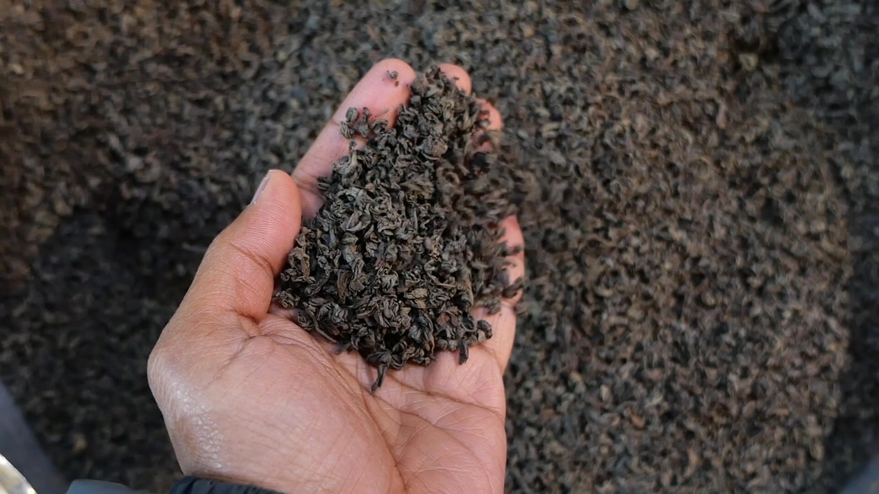 Hand Holding and Dropping Dried Green Tea Leaves