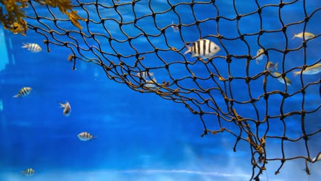 underwater view of fish swimming into a net before being catch, background of environmental aggressive fishing