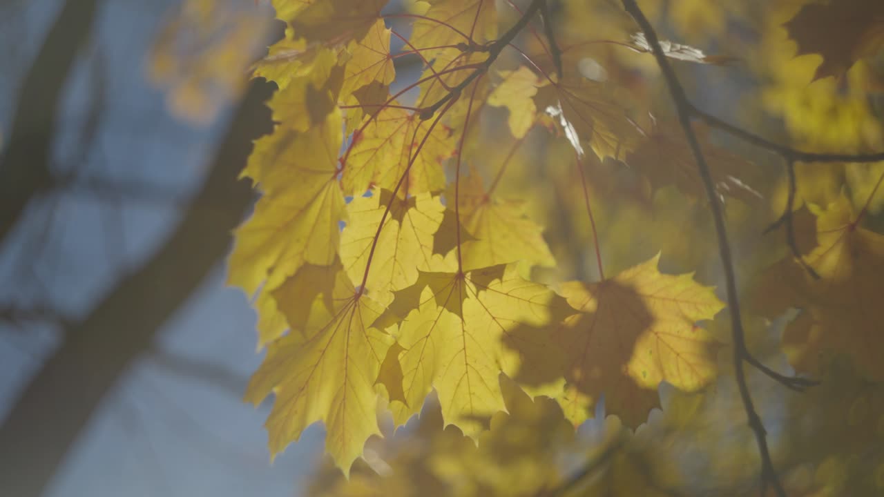 Sunlight Through Yellow Golden Maple Tree Foliage. Low Angle Shot
