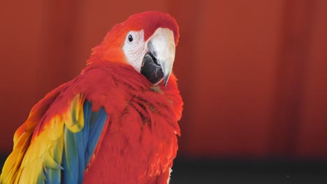 pair of red macaw