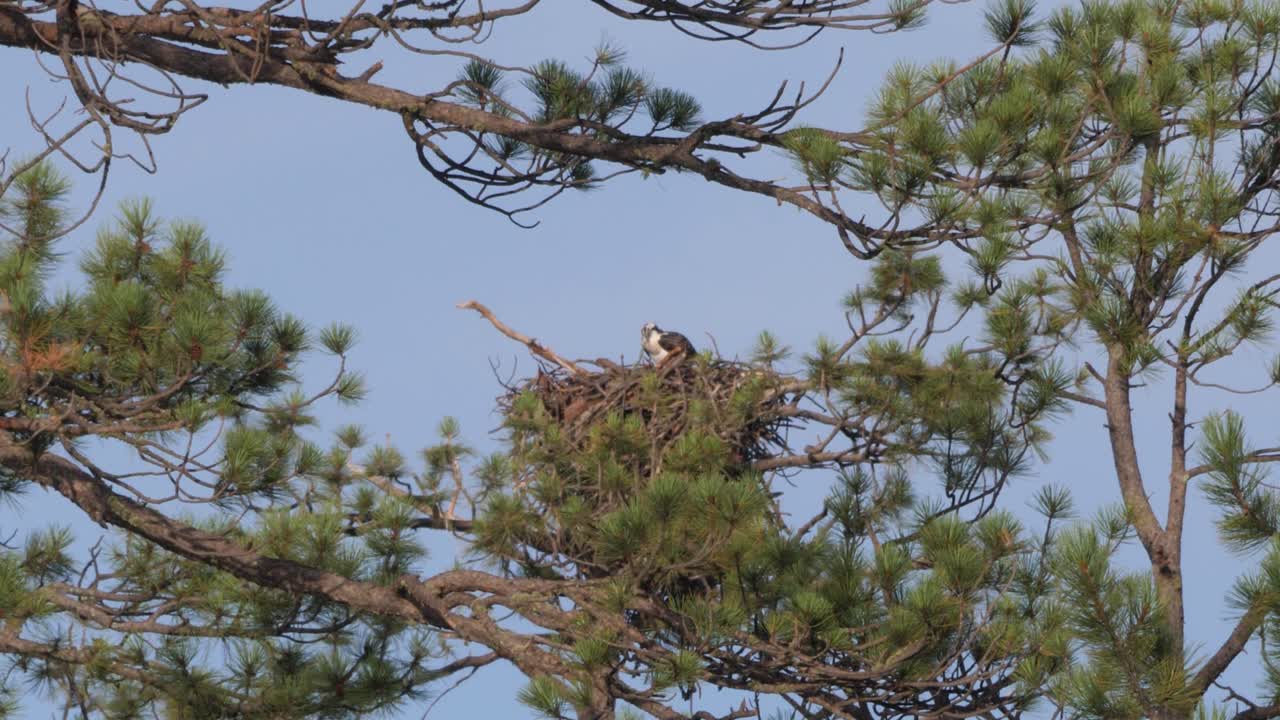 plano medio de un águila pescadora comiendo en su nido de pino ponderosa