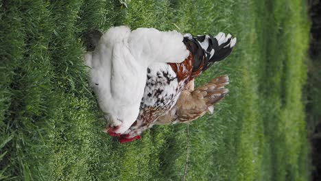 two chickens in a field