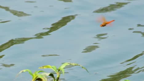 brachythemis contaminata dragonfly tries to land on a green leaf amidst small water waves, capturing nature's beauty and delicate balance