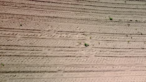 dry ploughed field prepared for seeding and growing plants