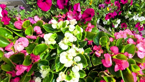 flores vibrantes en un entorno de jardín