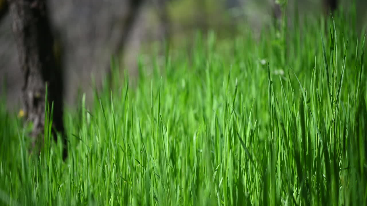 ⁇ 빛이 넘치는 녹색 풀 추상적인 배경 봄