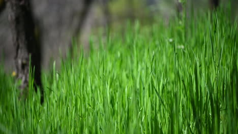 césped verde soleado fondo abstracto primavera