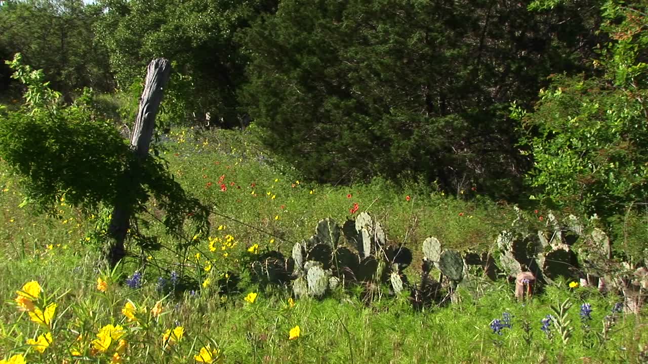 tiro medio de un campo con cactus y flores silvestres de texas