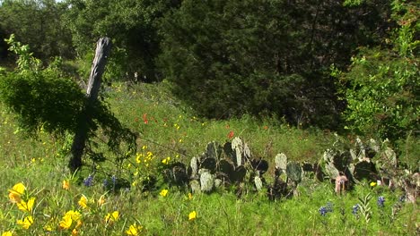 Mittlerer-Schuss-Eines-Feldes-Mit-Texas-Wildblumen-Und-Kakteen