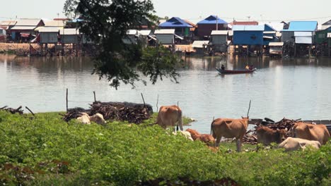 cows grazing near floating village