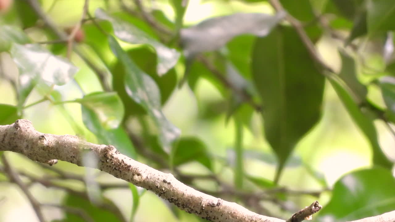 primer plano de pájaro manakin de cabeza roja volando lejos de la rama de un árbol frondoso