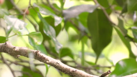 Close-up-of-red-capped-manakin-bird-flying-away-from-leafy-tree-branch