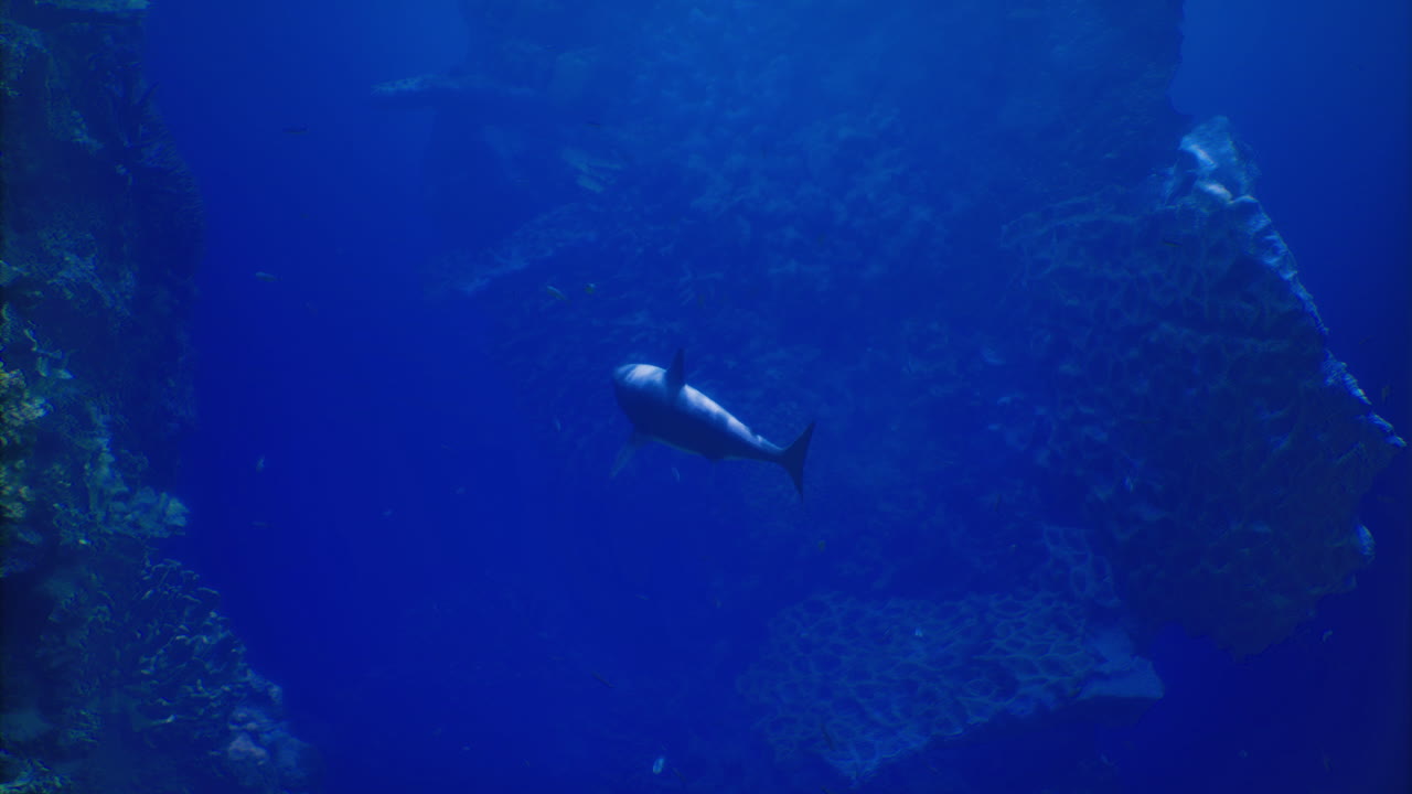 Majestic shark swimming in deep blue ocean near a sunken shipwreck