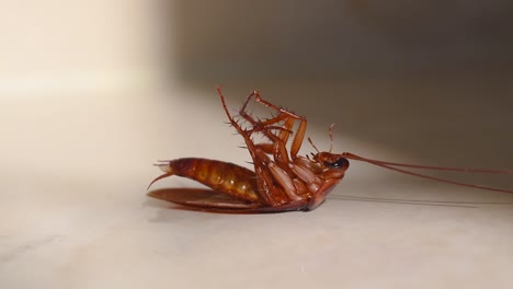 Cockroach-lying-upside-down-on-floor-in-house-and-trying-to-get-up-on-and-stand-close-up,-House-cockroach-lying-upside-down-on-floor-carpet