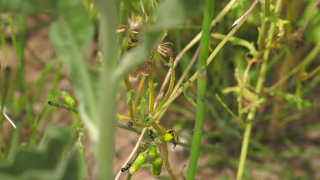 close-up ants working together to gather seeds of a dandelion plant in a garden, macro