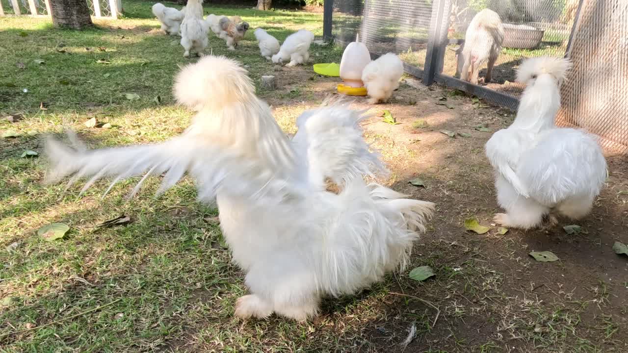 잔디에 떠돌아다니는 털털한 실키 들.