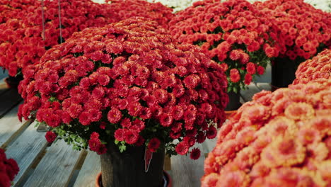 crisantemos en una floristería