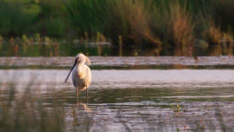 Weitwinkelaufnahme-Eines-Eurasischen-Löfflers,-Der-Im-Wasser-Steht-Und-Den-Goldenen-Sonnenuntergang-In-Der-Wildnis-Genießt