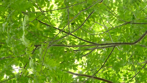 Little-bird-flies-off-a-tree-branch