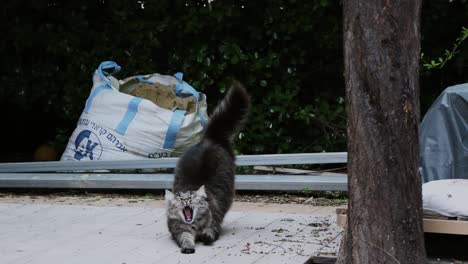 Eine-Schwarze-Katze-Gähnt-Und-Streckt-Sich-Und-Geht-Dann-Durch-Einen-Garten