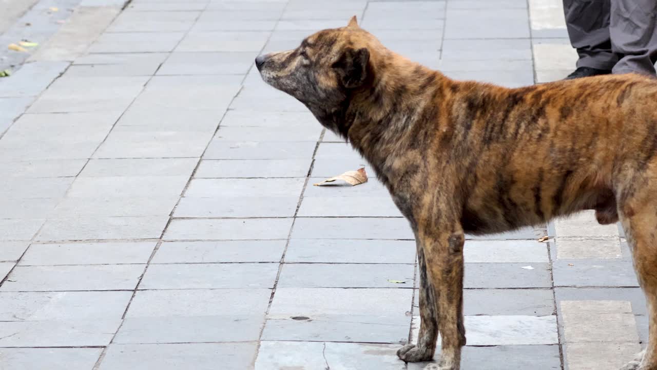 A dog stands alert on a Hanoi street