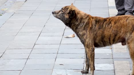 a dog stands alert on a hanoi street