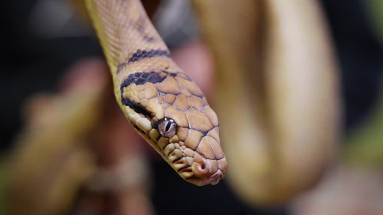 A snake, hanging in mid-air with intricate patterns on its scales, captured in slow motion