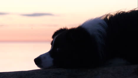 silhouette of sleepy dog at sunset