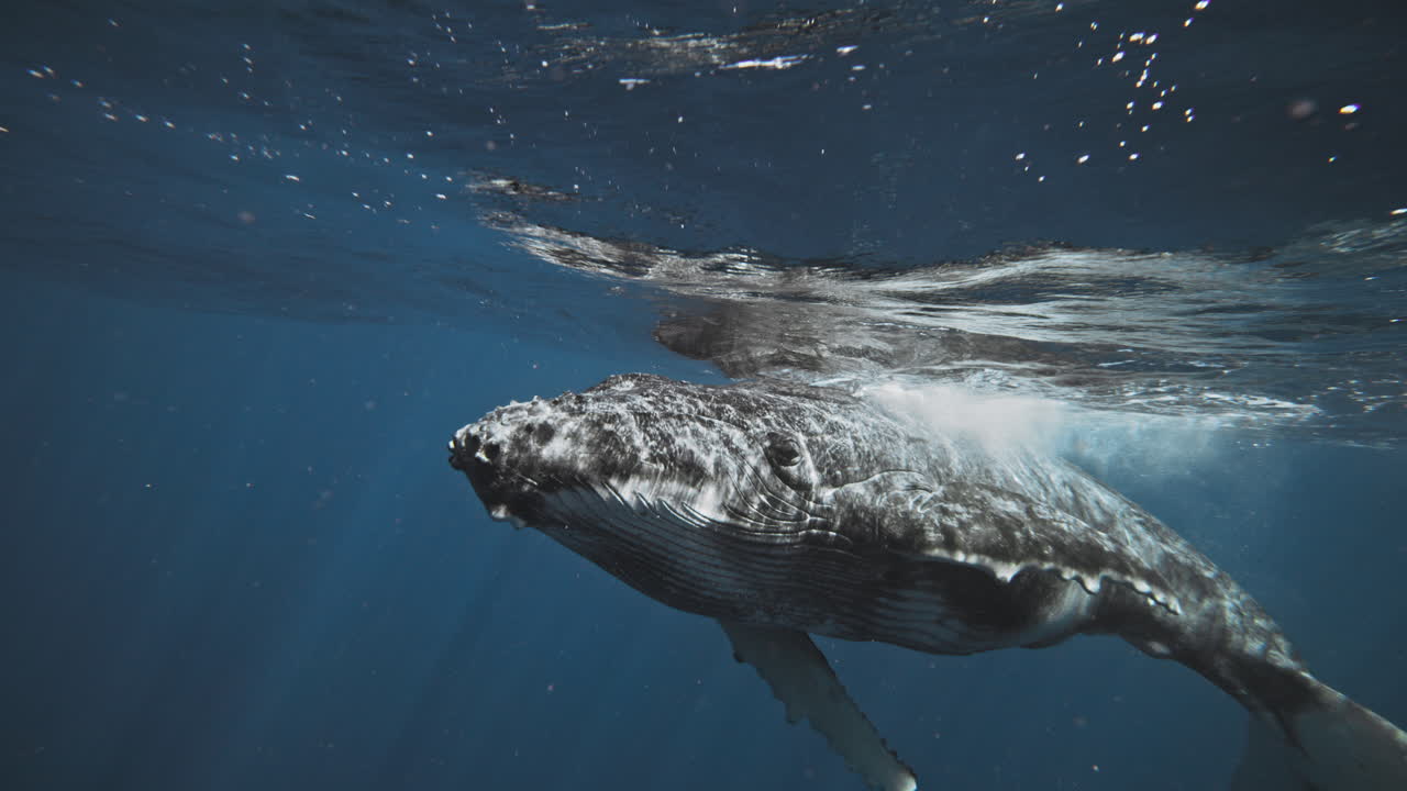Humpback whale shines bright as sunlight dances on body in slow motion