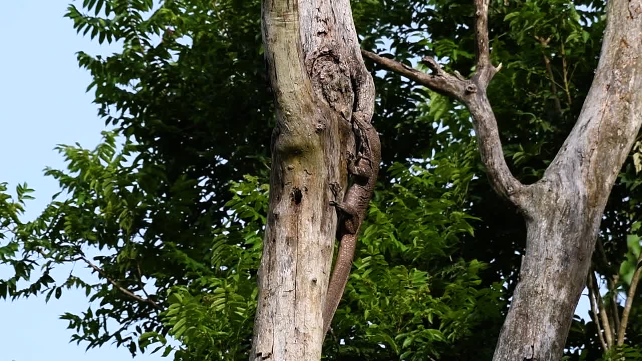 el lagarto monitor nublado se encuentra en tailandia y otros países de asia