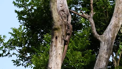 The-Clouded-Monitor-Lizard-is-found-in-Thailand-and-other-countries-in-Asia