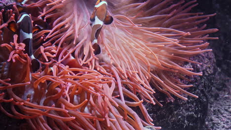 clownfish swimming through waving sea anemone tentacles in a colorful coral reef