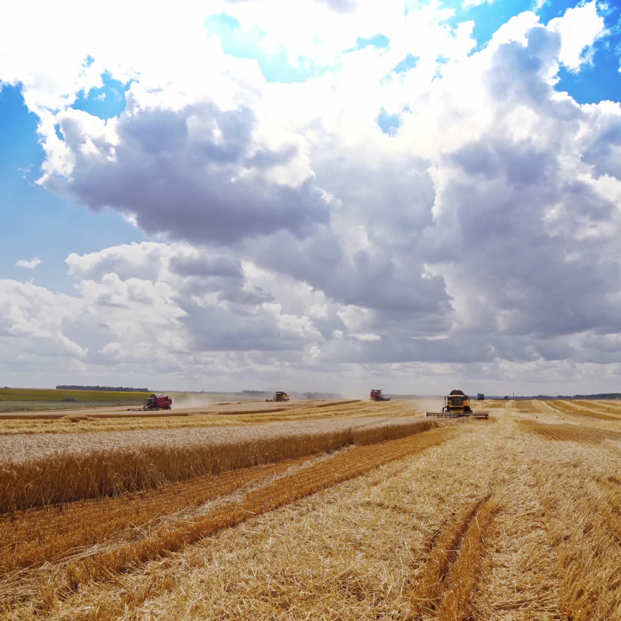 Agricultural works under blue cloudy sky. Machinery gathering ripe crop on the yellow field. Beautiful view on a field and industrial machinery working on it.