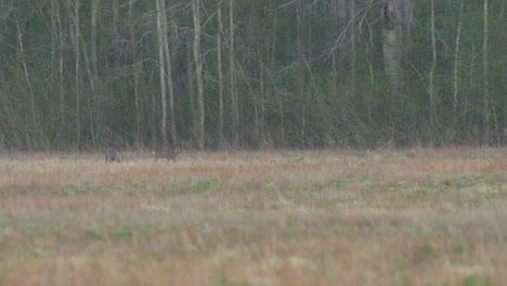 group of european roe deer walking and eating on a field in the evening, medium shot from the distance