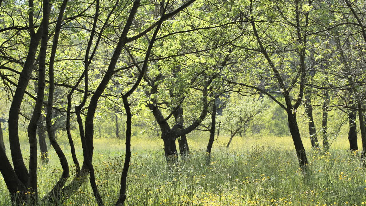 árboles en un campo con hierba alta al sur de francia día soleado de primavera
